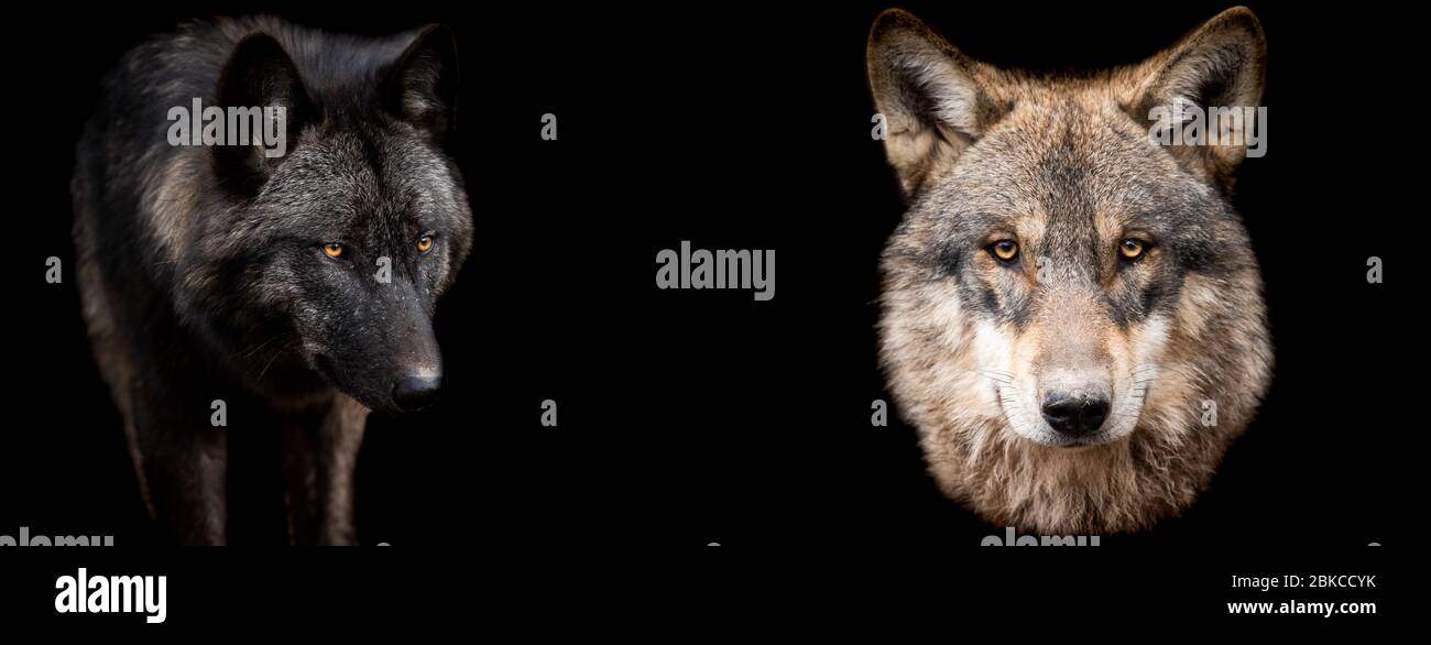 Vorlage von Wölfen mit schwarzem Hintergrund Stockfoto