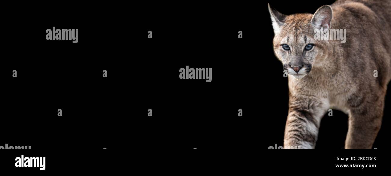 Vorlage von Cougar mit schwarzem Hintergrund Stockfoto