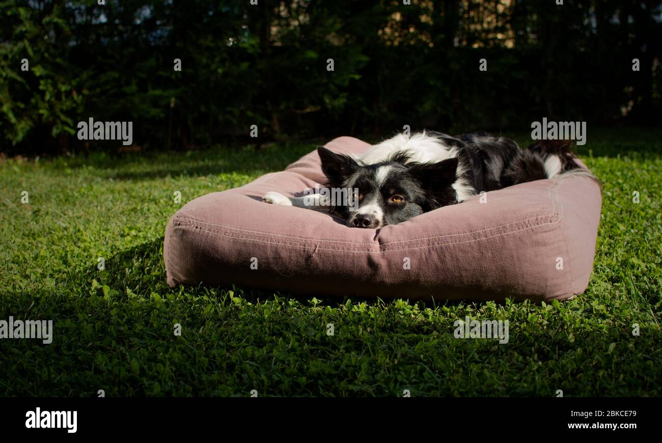 Nahaufnahme eines wunderbaren Border Collie Welpe liegt auf der Kissen in der Wiese Stockfoto