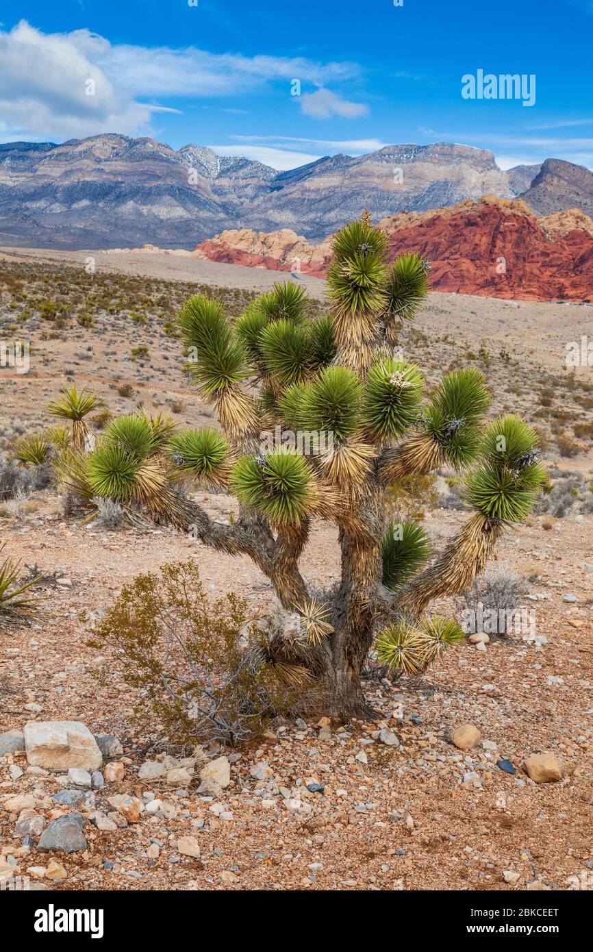 Joshua Tree im Red Rock Canyon National Conversation Area Visitor Center, Nevada. Stockfoto