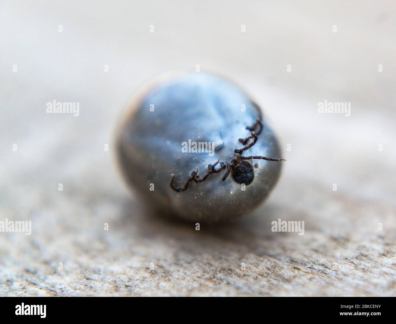 Voll engorged Hirsch Zecken, Ixodes scapularis Stockfoto