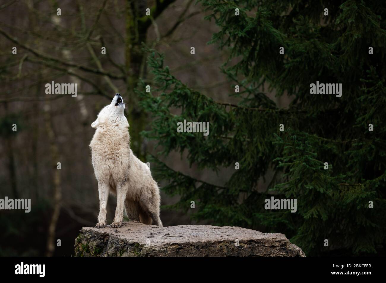 Heulen des weißen Wolfes im Wald Stockfoto