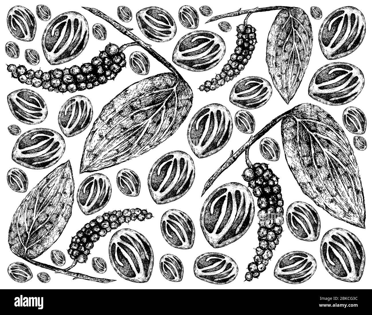 Kräuterpflanzen, Illustration von Hand Drawn Sketch Schwarzer Pfeffer oder  Pfefferkorn mit Muskatnuss, zum Würzen beim Kochen verwendet  Stockfotografie - Alamy
