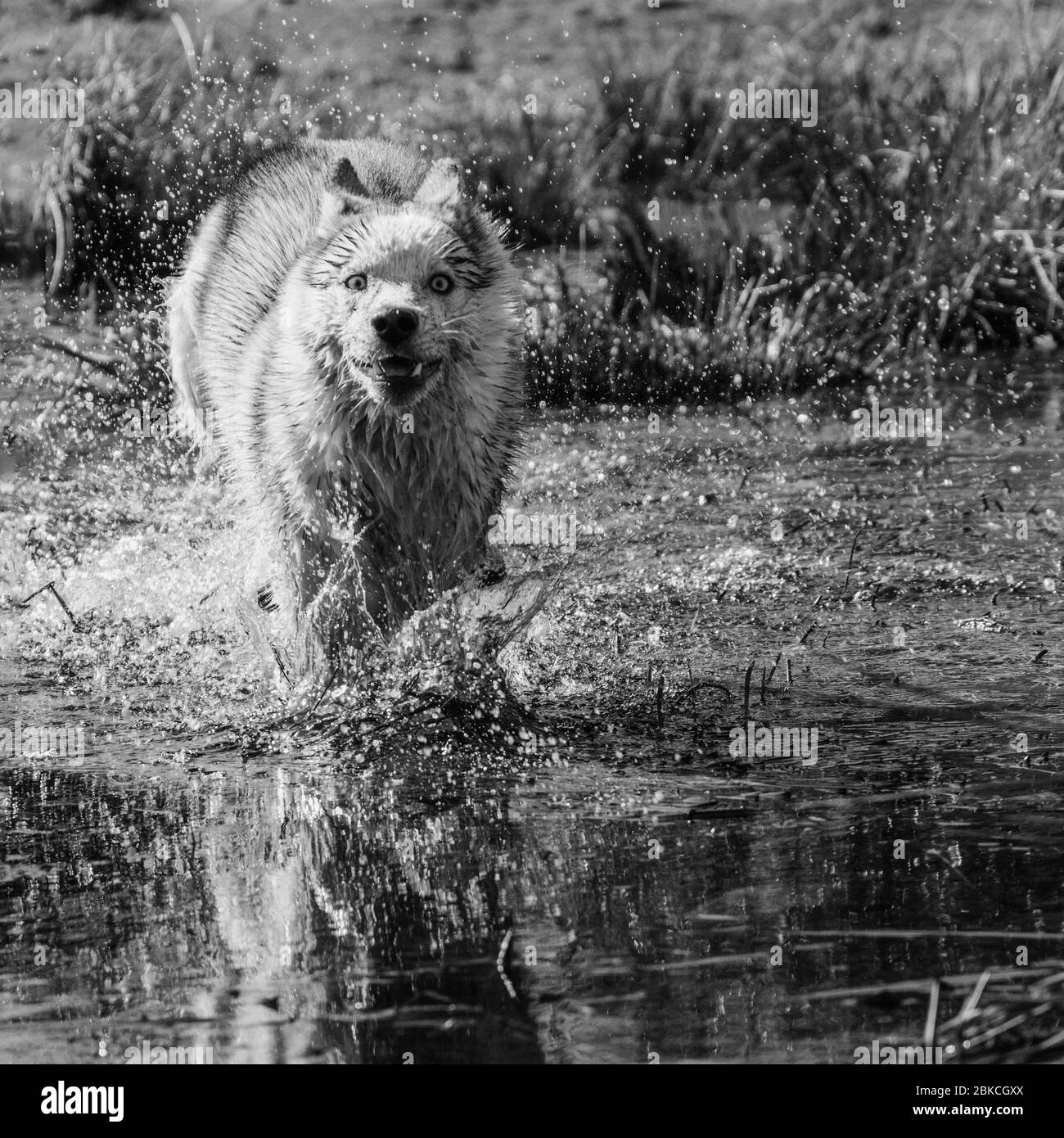 Grauer Wolfsfell Schwarzweiss Stockfotos Und Bilder Alamy
