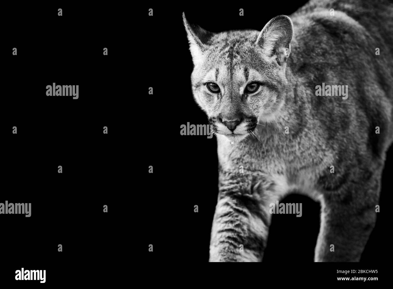 Cougar mit schwarzem Hintergrund in S&W Stockfoto