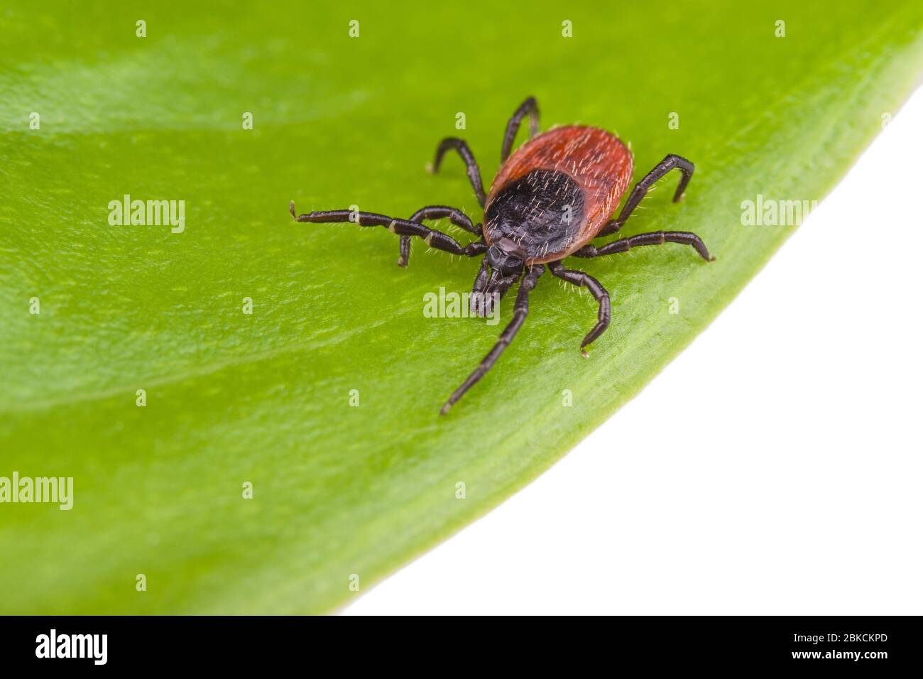 Hirsch tickt auf grünem Blatt. Ixodes ricinus oder scapularis. Nahaufnahme von parasitärer Milbe, die auf natürlichen Pflanzen kriecht. Träger von viralen und bakteriellen Infektionen. Stockfoto