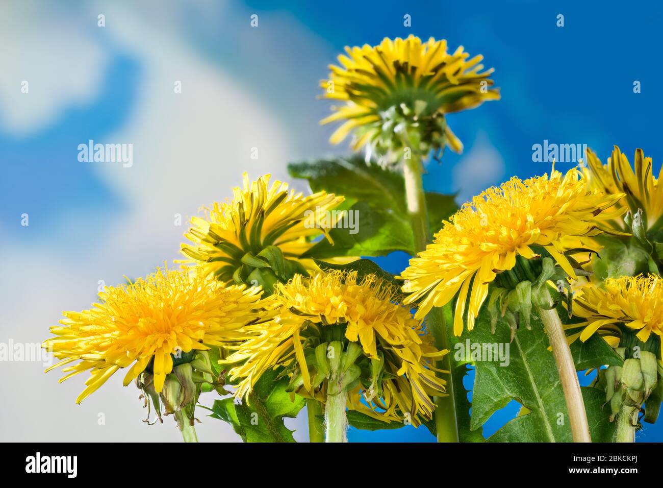 Nahaufnahme des Löwenzahns blüht auf blauem Himmel Hintergrund. Taraxacum officinale. Gruppe von gelben Blütenköpfen und grünen Blättern. Realistisches Frühlingskraut. Stockfoto