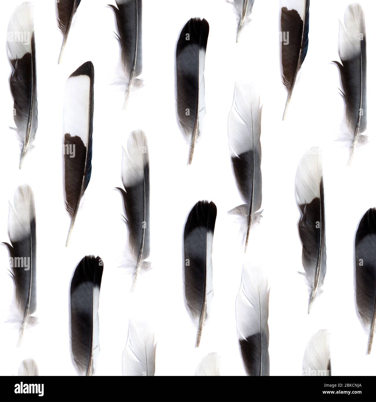 Schwarze und weiße Federn auf weißem Hintergrund Stockfoto