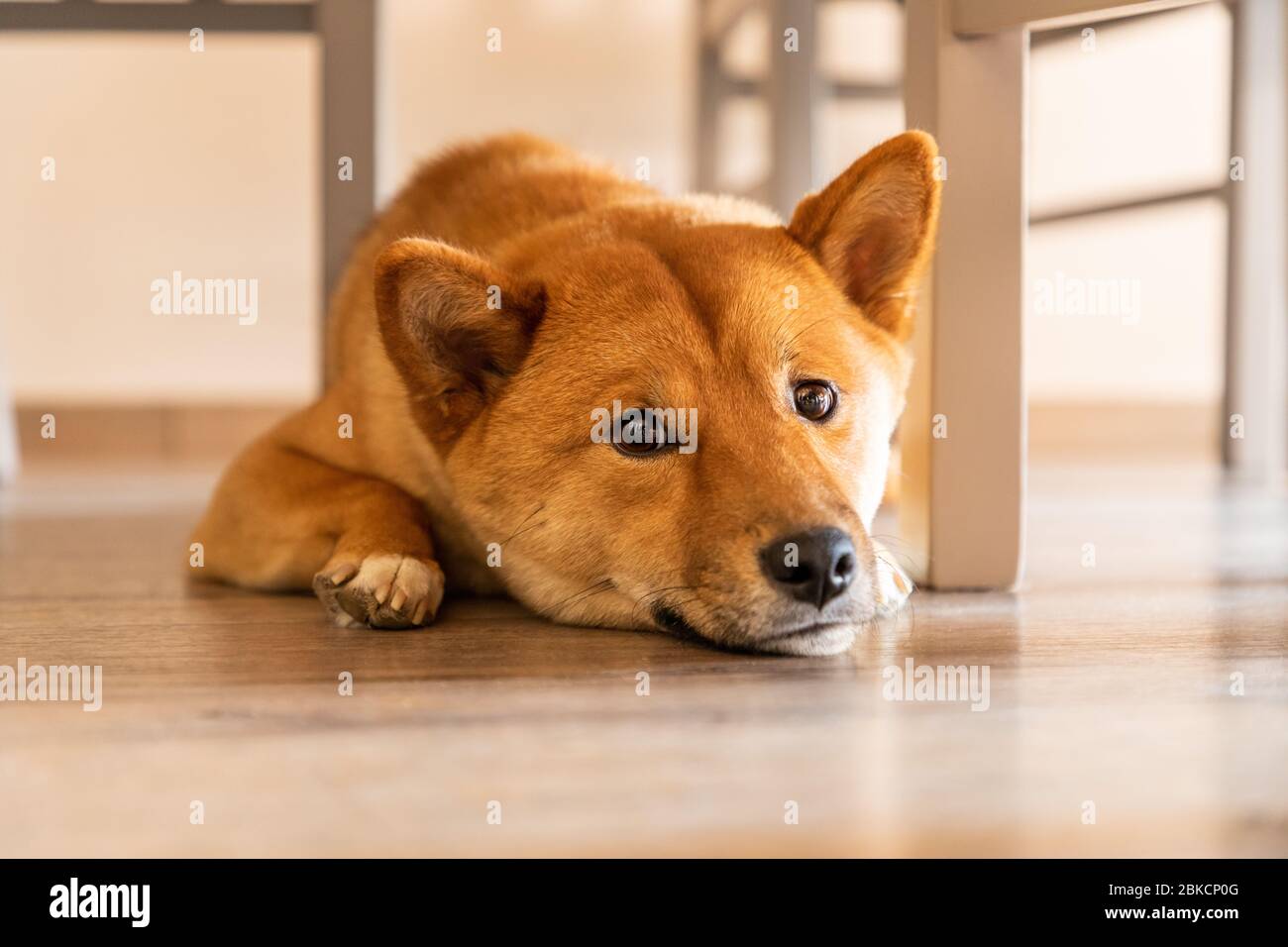 Porträt eines Shiba Inu, der im Haus schläft, Frankreich. Stockfoto