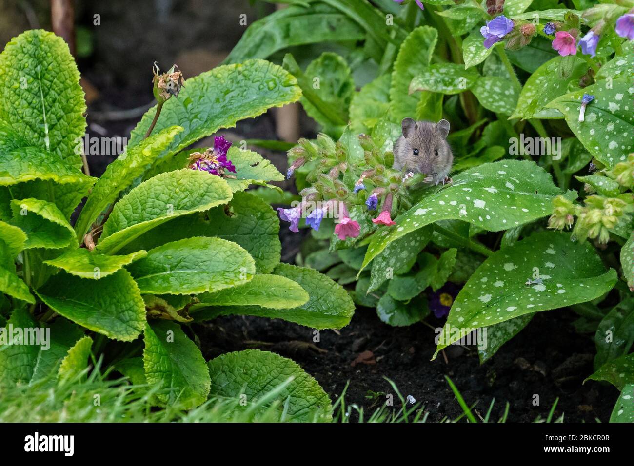 Nahaufnahme von niedlichen Maus essen grüne Blume Blatt im Freien im Garten Blumenbeet Stockfoto