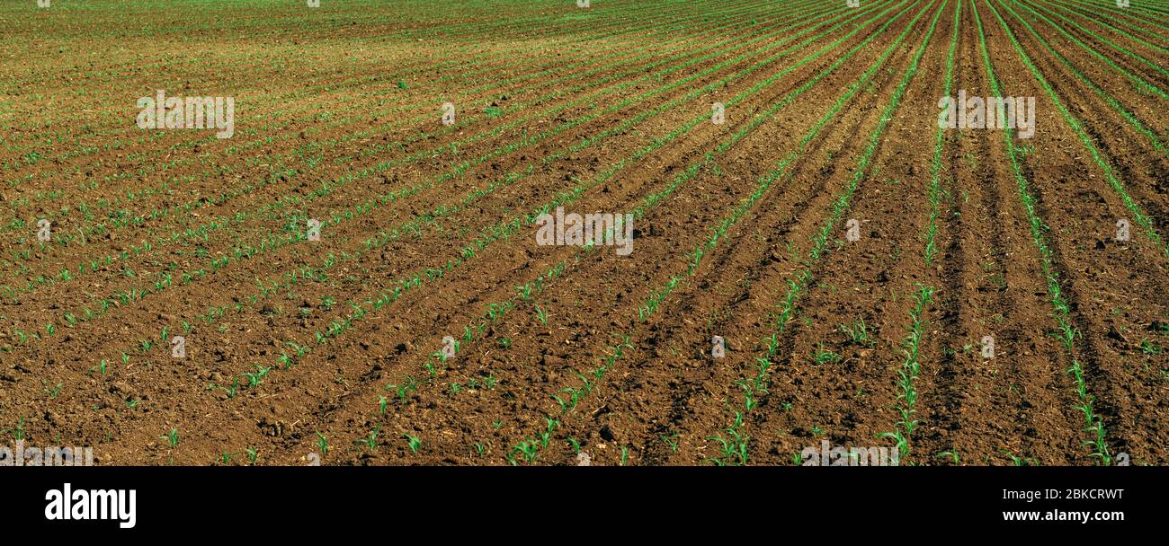 Maissprossen im Feld, abnehmende Perspektive, selektiver Fokus Stockfoto