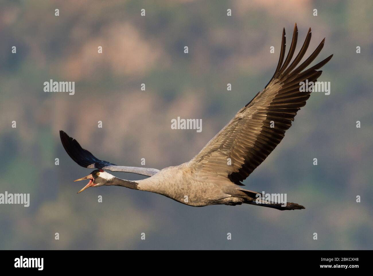 Kranich - Eurasischer Kranich (Grus grus) Stockfoto