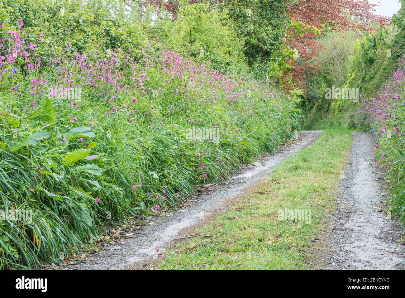 Landstraße mit Flecken von wilden Blumen wächst in Heckenbank. Rosa sind Red Campion / Silene dioica. Stockfoto