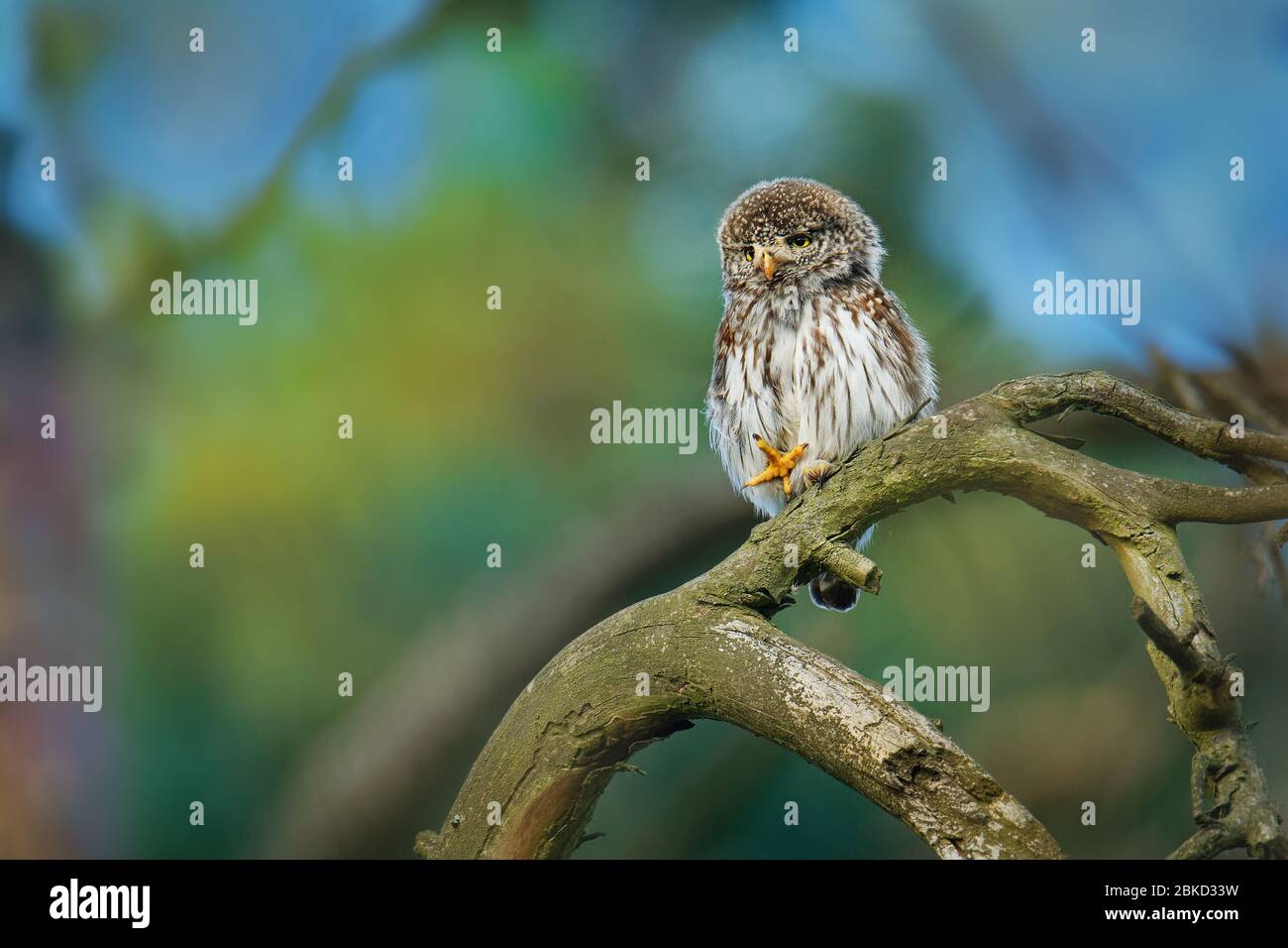 Eurasische Zwergeule - Glaucidium passerinum im Sommer auf dem Ast sitzend mit der Beute im Wald. Kleine europäische Eule mit dem grünen Hintergrund. Stockfoto