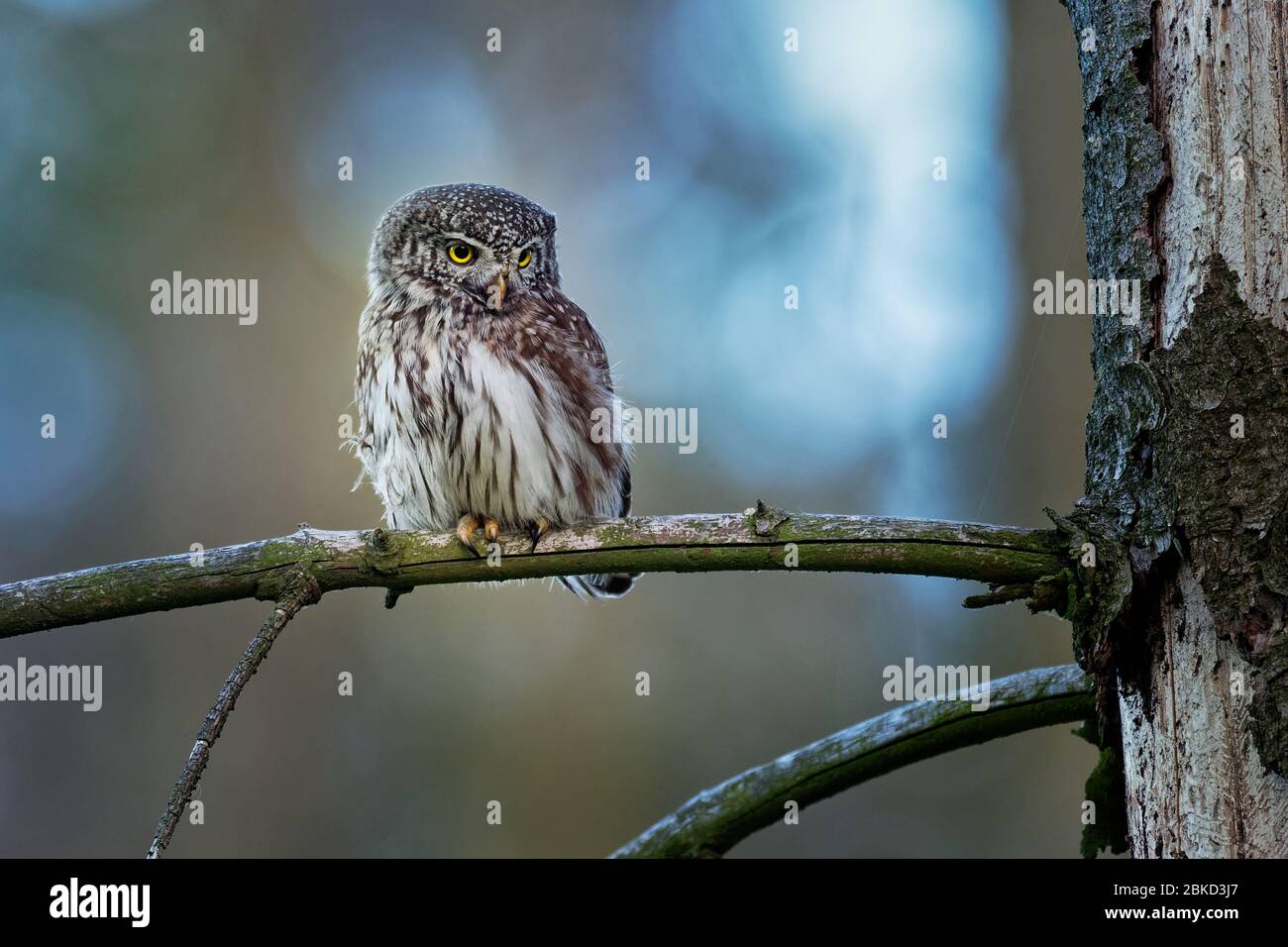 Eurasische Zwergeule - Glaucidium passerinum im Sommer auf dem Ast sitzend mit der Beute im Wald. Kleine europäische Eule mit dem grünen Hintergrund. Stockfoto