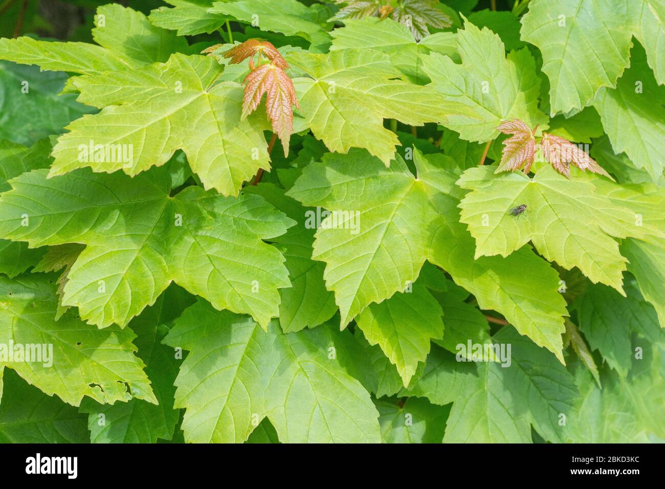 Masse der mittleren Wachstumsblätter des Sycamore / Acer pseudoplatanus Baum im Mai Sonnenschein. Sycamore ist ein Mitglied der Familie Ahorn & in pflanzlichen Heilmitteln verwendet. Stockfoto