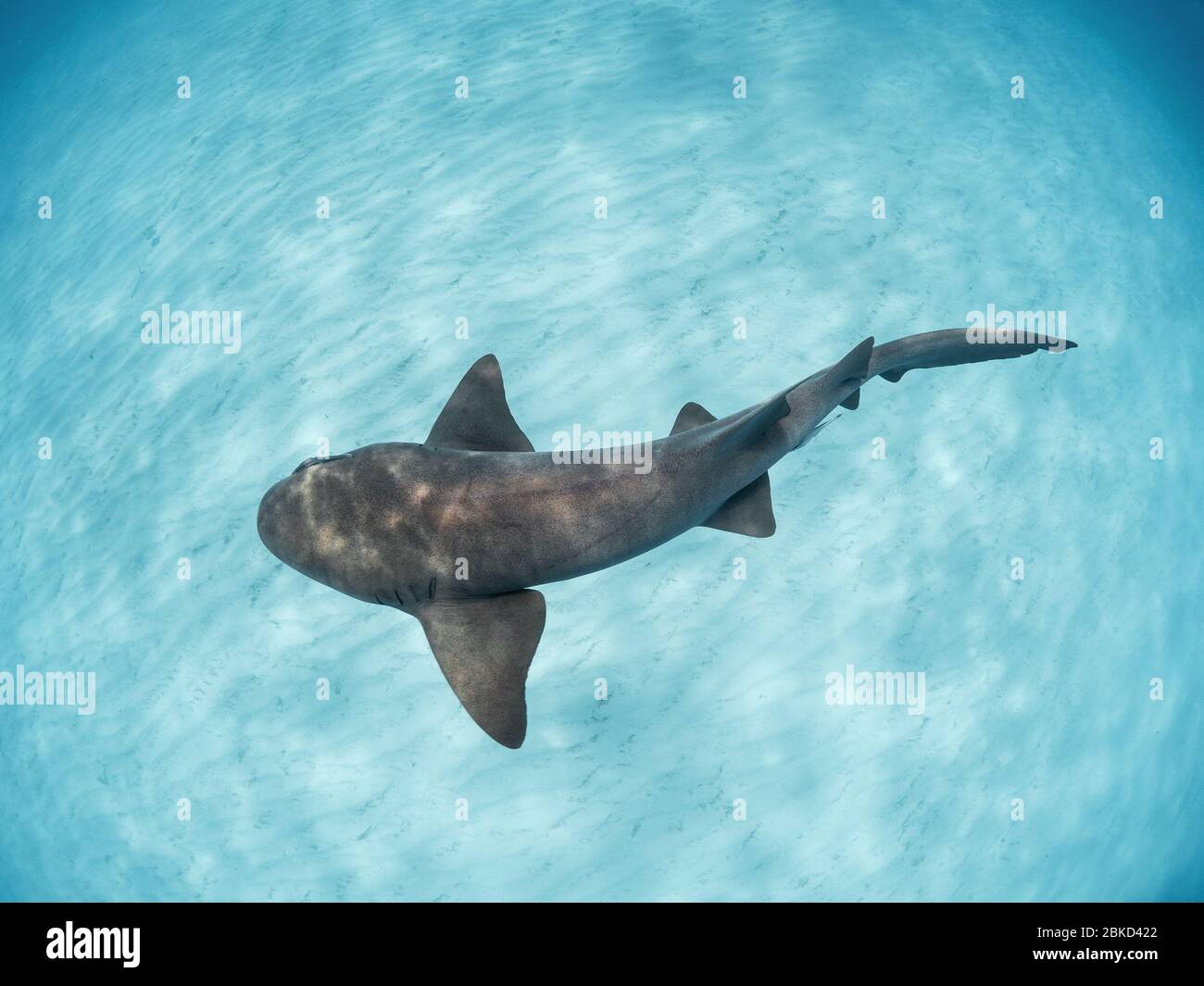 Krankenschwester Hai schwimmen über Sand, Bahamas. Stockfoto