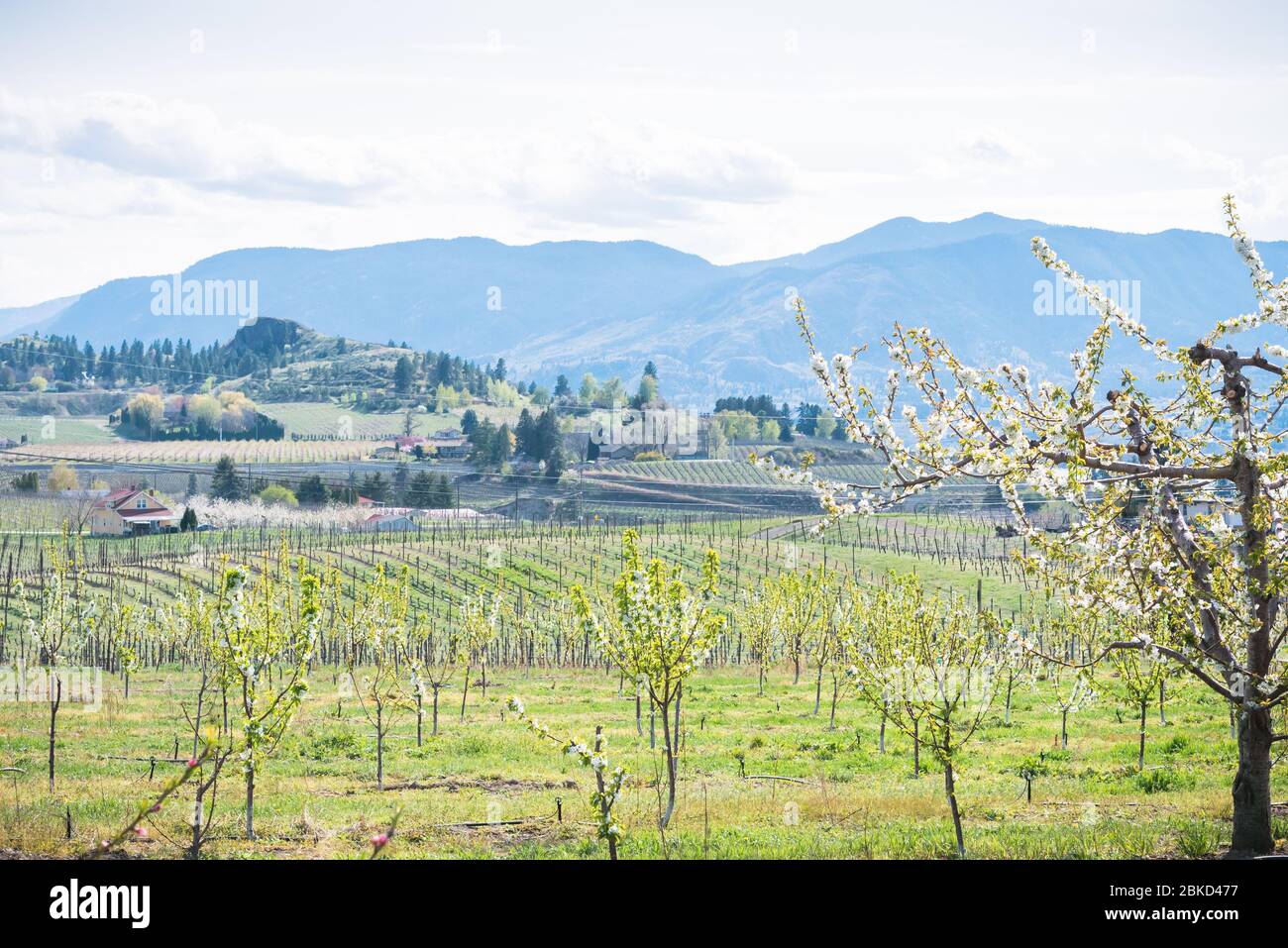 Blick auf blühende Obstbäume und Weinberge auf der Naramata Bank im April Stockfoto