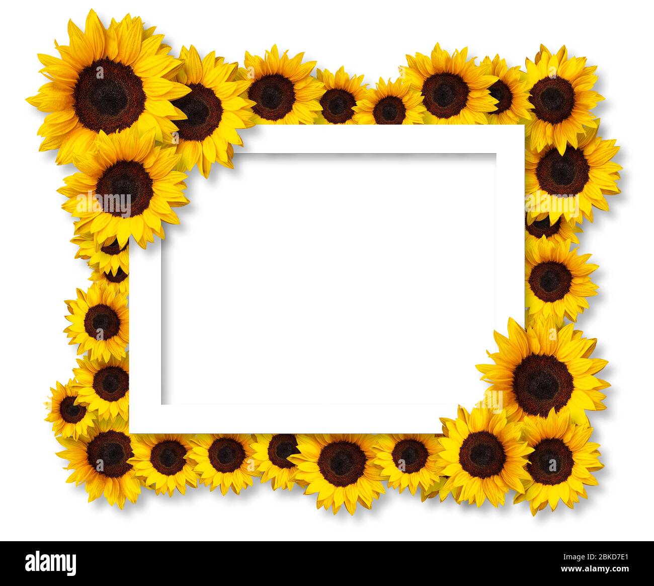 Blumengruß-Karte mit Sonnenblumen-Blumen isoliert auf weißem Hintergrund mit Kopierraum. Kann für Einladung oder Muttertagskarte verwendet werden Stockfoto