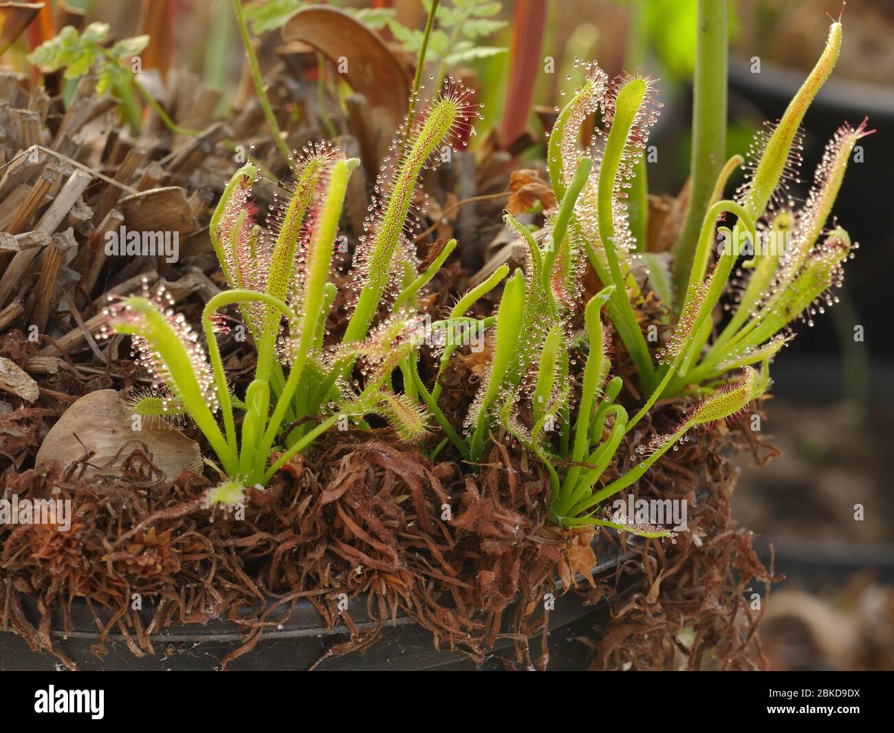 Drosera Anglica, Englischer Sonnentau, Fleischfressend Stockfoto