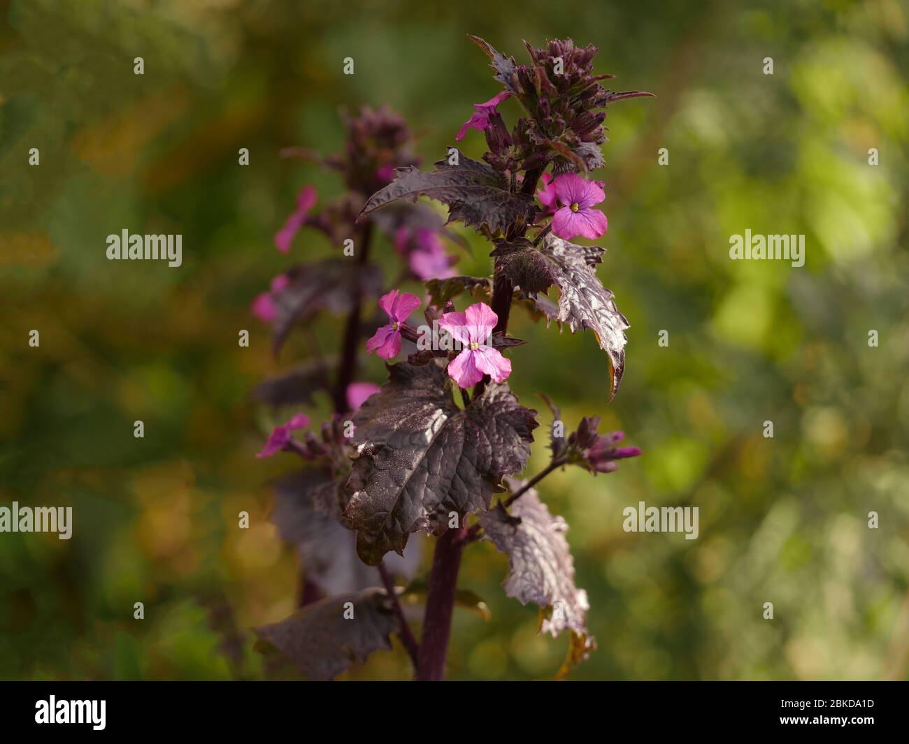 Lunaria annua, Chedglow, Ehrlichkeit lila Blüten Stockfoto