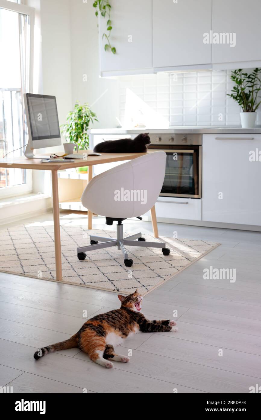 Während der Besitzer nicht zu Hause ist oder nicht sieht, schlafen zwei Katzen auf dem Tisch neben dem Schreibtisch und Boden. Freiberuflicher Arbeitsplatz, Remote-Arbeit während der sel Stockfoto