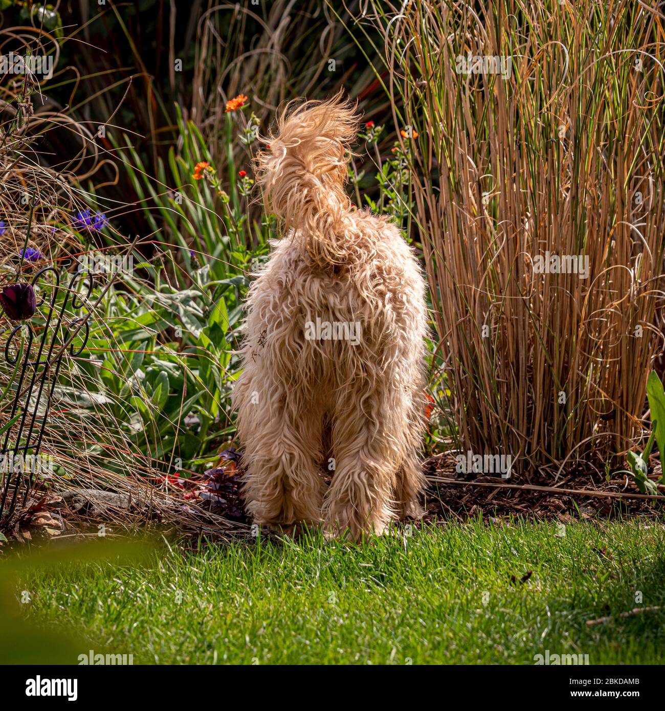 Hinteres Ende des Kakadus Hund graben im Garten Blumenbeet Stockfoto