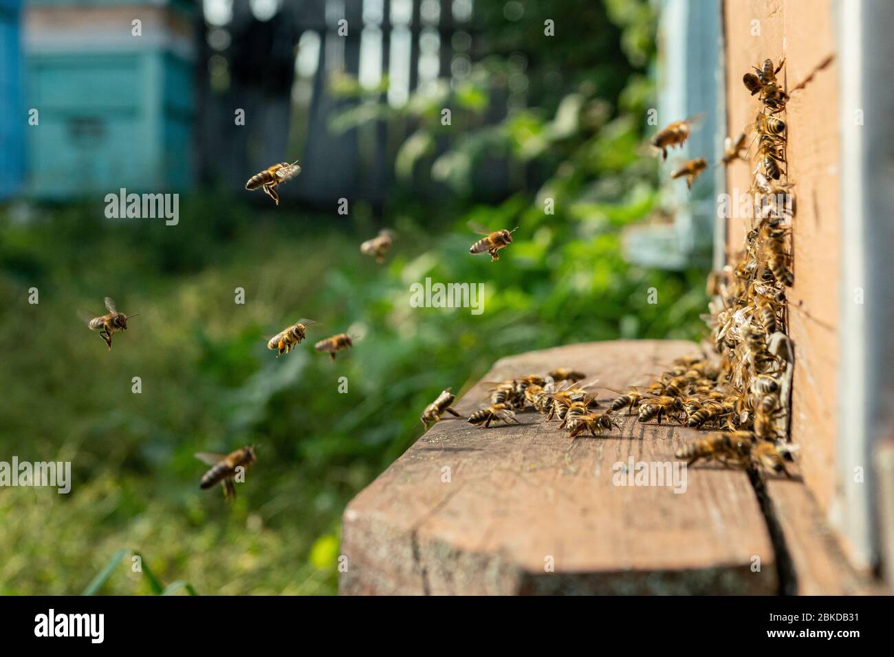 Nahaufnahme von fliegenden Honigbienen in Bienenstock-Apiary-Arbeitsbienen, die gelbe Pollen sammeln. Stockfoto