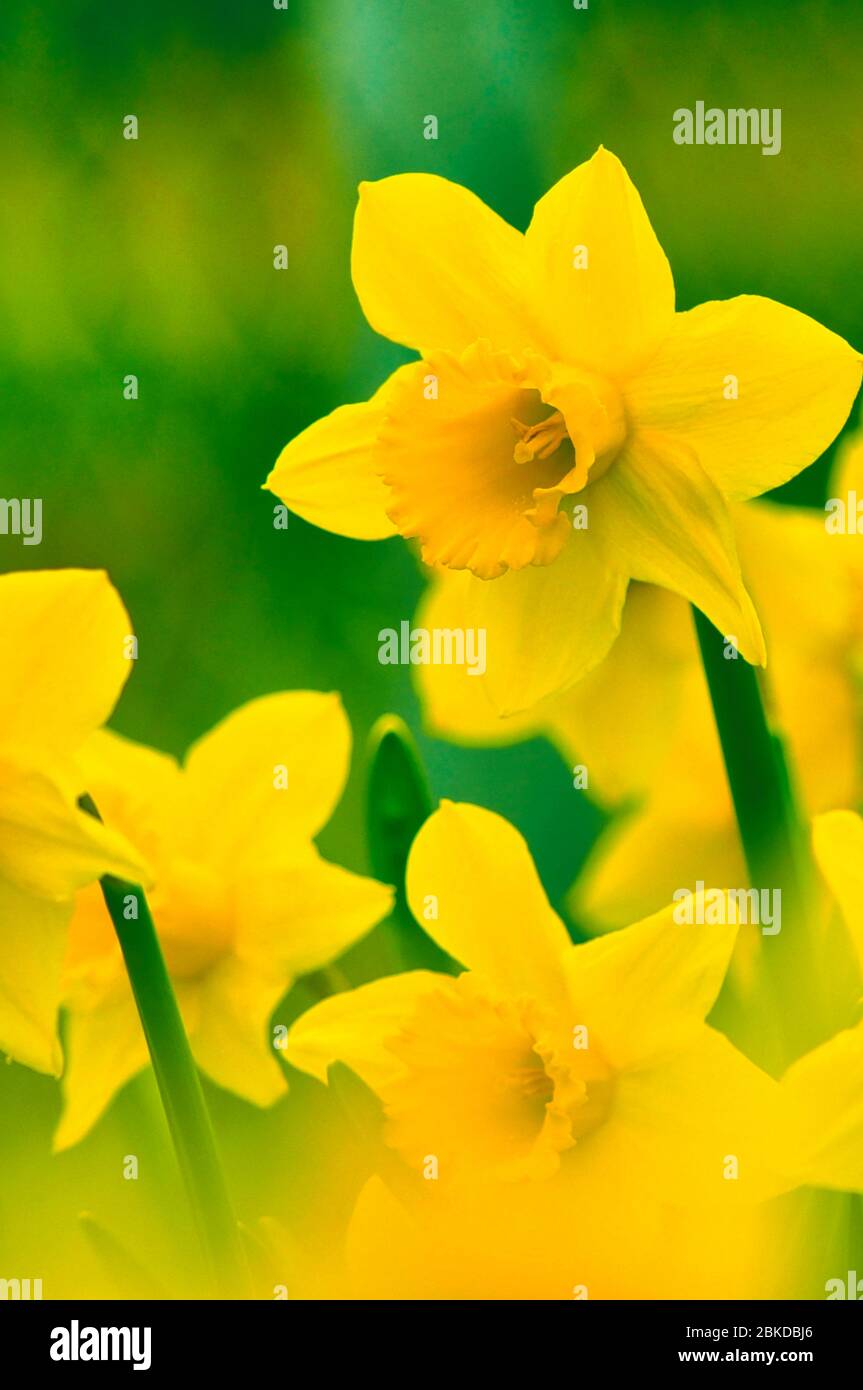 Leuchtend blühende Narzissen an einem sonnigen Tag Stockfoto