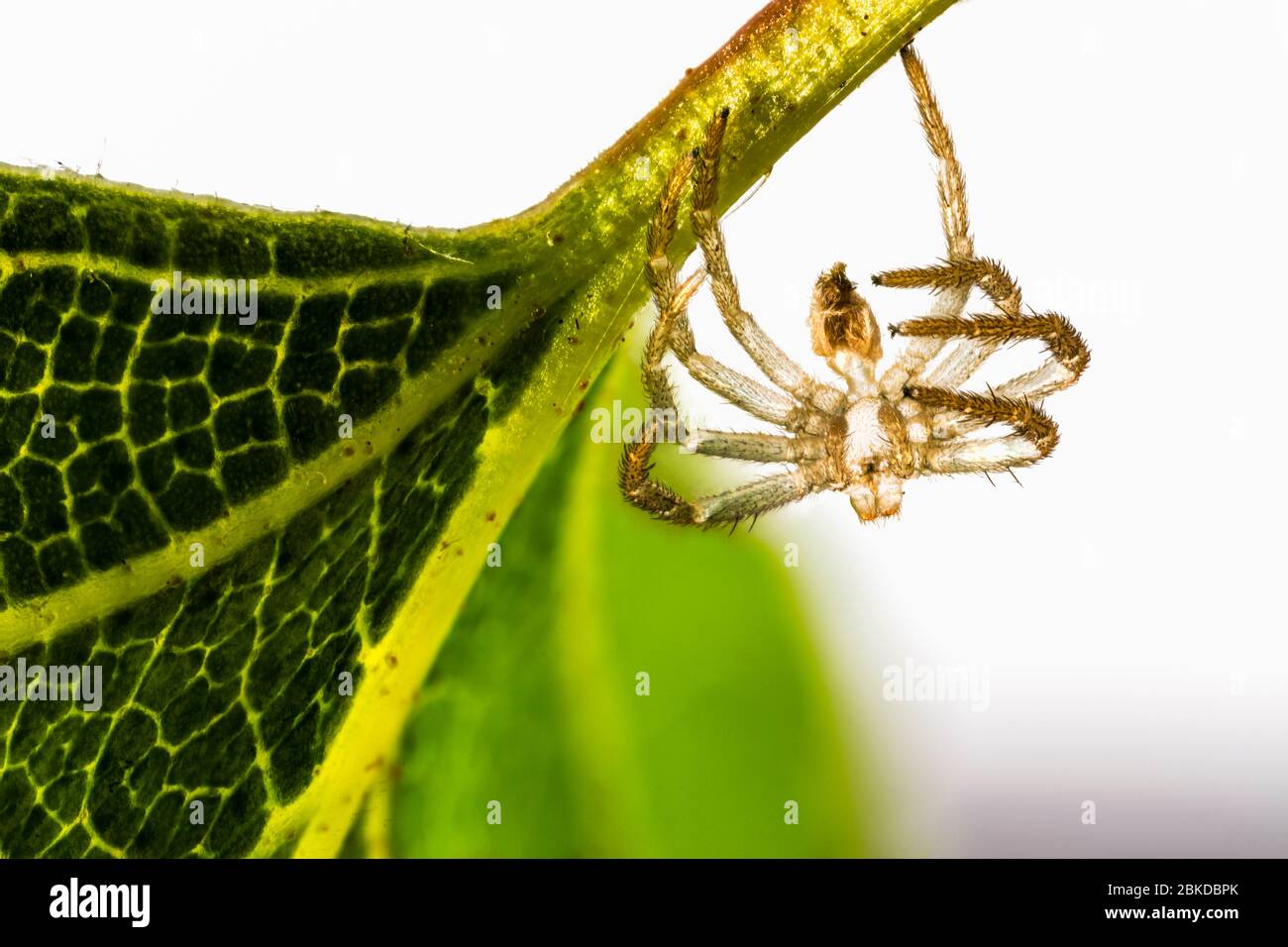 Kleine Spinne, möglicherweise Pardosa amentata oder Gattung Pardosa, die im Frühjahr an der Unterseite eines silbernen Birkenblattes in einem Garten in Surrey, SE England hängt Stockfoto