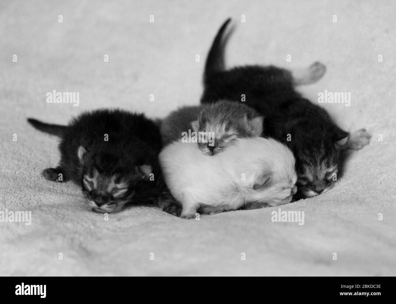 Liebenswert Fell Baby Katzen entspannt im Haus, sibirische Rasse Stockfoto