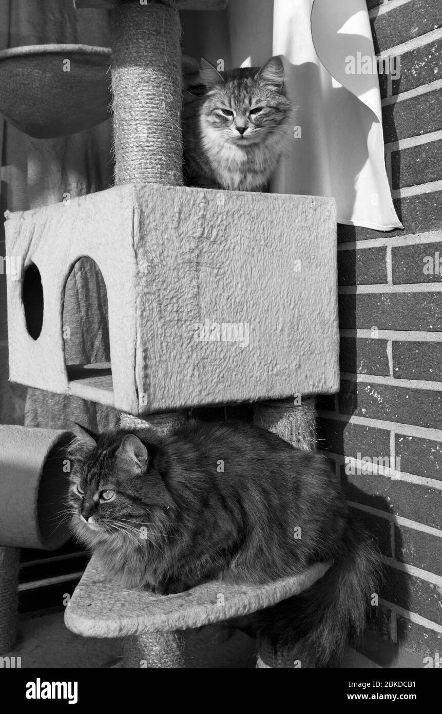 Liebenswert zwei Pelzkatzen entspannt im Haus, sibirische Rasse Stockfoto