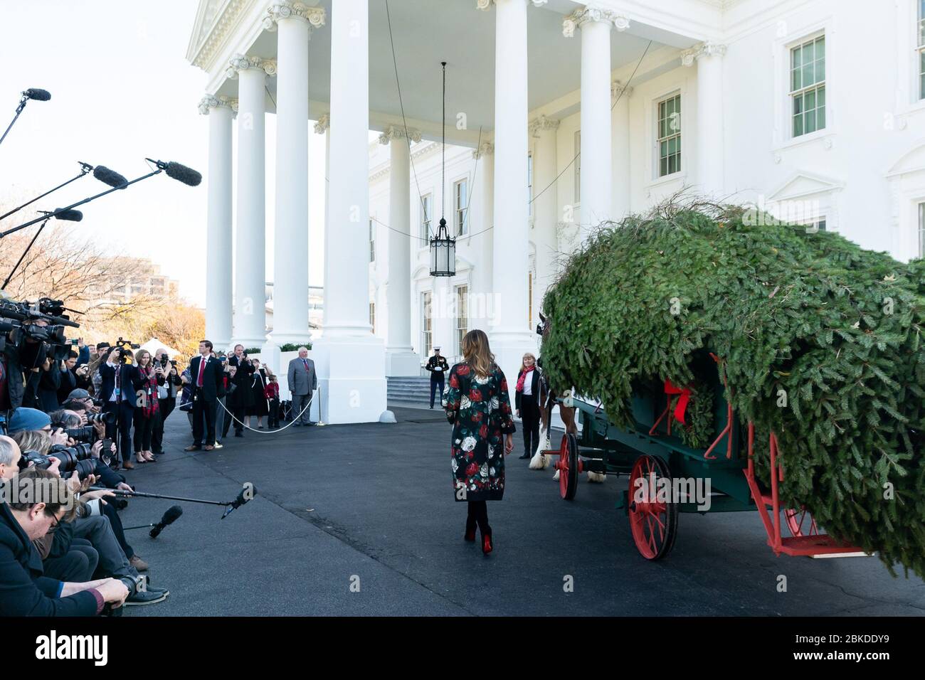 Am 19. November 2018 erhielt First Lady Melania Trump den Weihnachtsbaum des Weißen Hauses 2019 im nördlichen Portico des Weißen Hauses und setzte damit die Tradition fort, den offiziellen Weihnachtsbaum willkommen zu heißen. Stockfoto