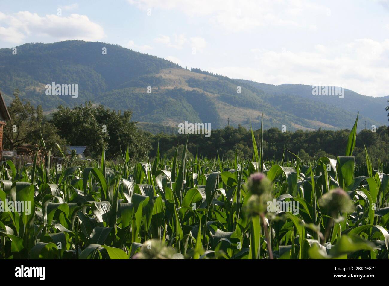 Landschaft mit Maisfeld in Zarnesti, Rumänien Stockfoto