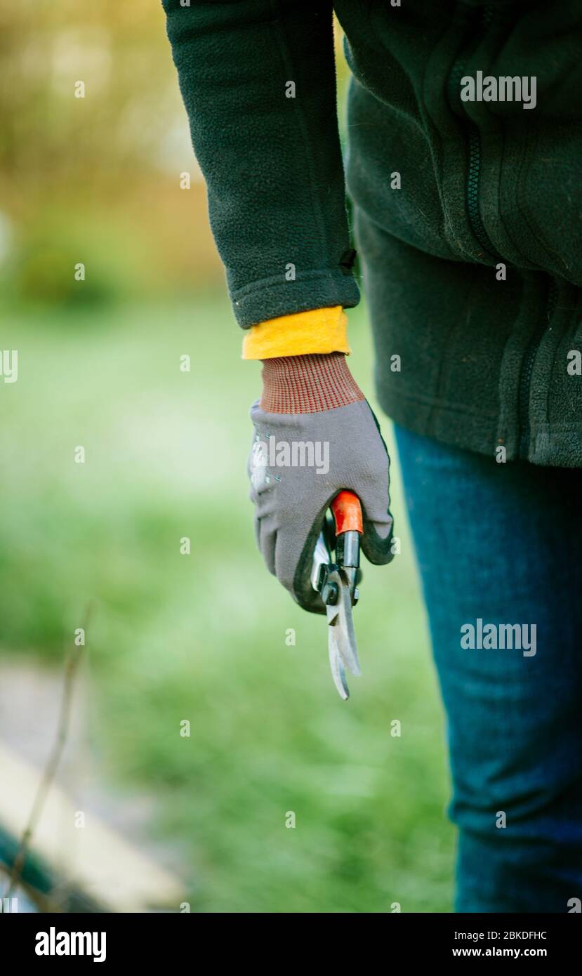 Seitenansicht der Frau mit Schere in und tragen Schutz Gartenhandschuh Stockfoto