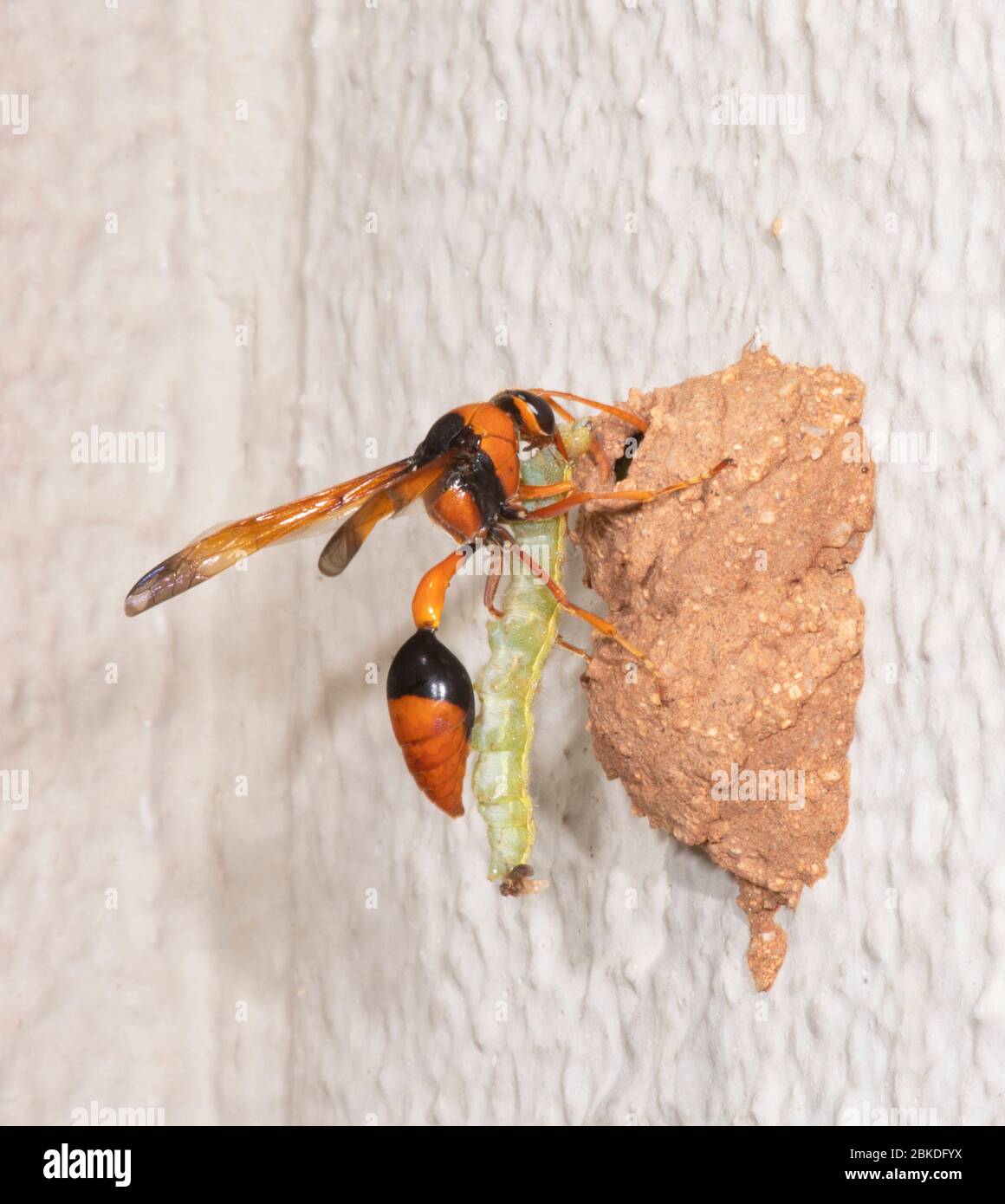Orange Potter Wasp (Eumenes latreilli) mit einer gelähmten Raupe zu ihrem Nest, Alice Springs, Northern Territory, NT, Australien Stockfoto