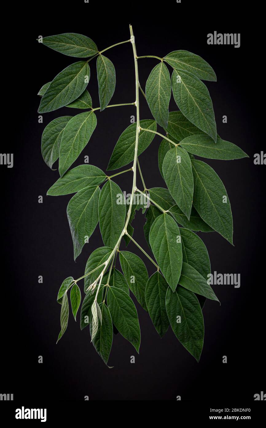 Zweig mit grünen Blättern der Taubenerbsenpflanze, die in einen gesunden Kräutertee verwandeln, um das Immunsystem und andere Vorteile zu stärken. Stillleben mit niedriger Lebensdauer. Stockfoto