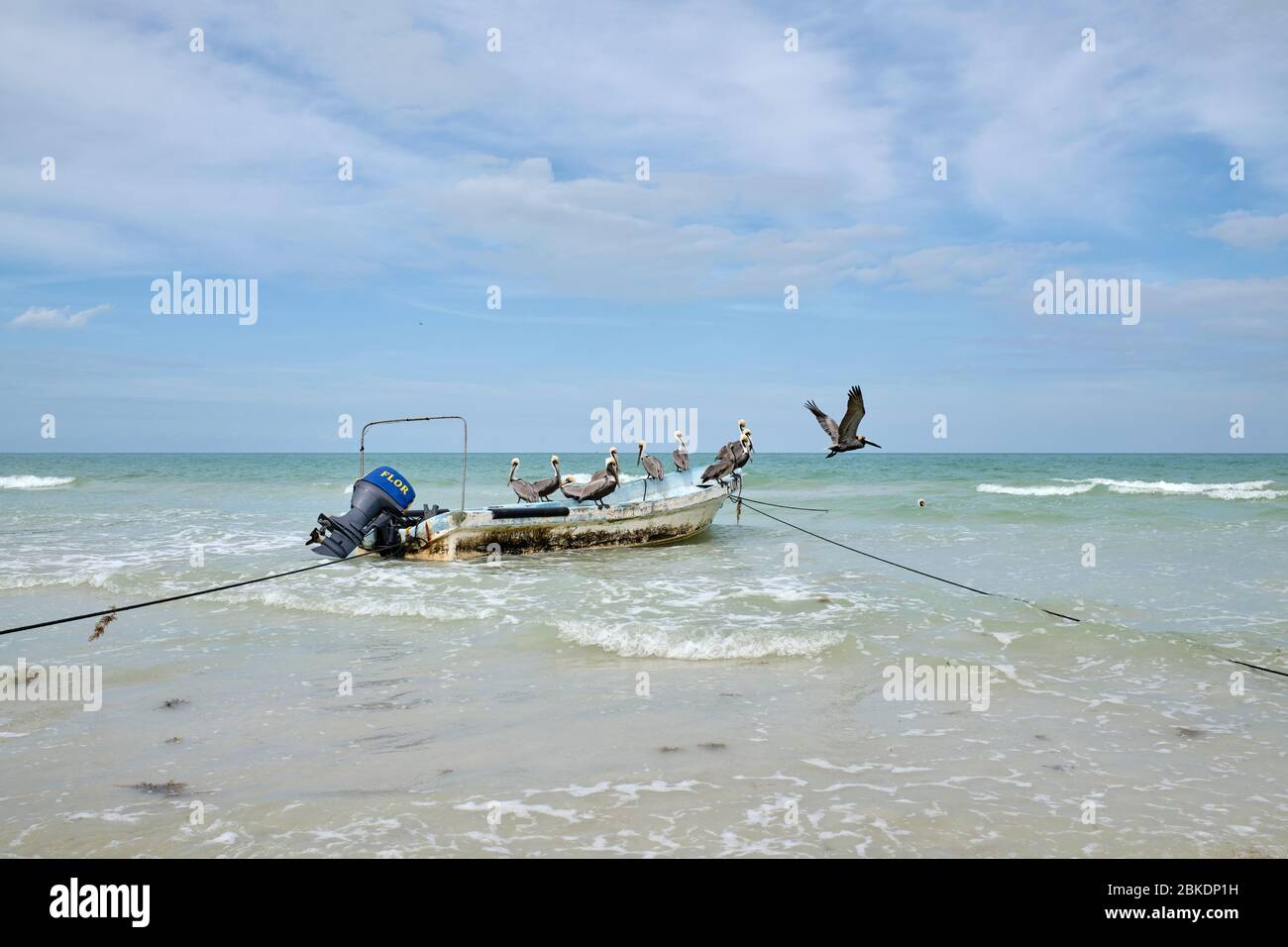 Pelikane auf einem Boot am Strand von Las Coloradas vor Anker. Stockfoto