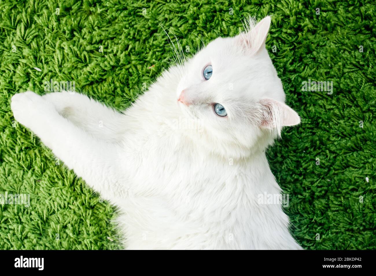 Nahaufnahme der weißen Katze mit blauen Augen friedlich auf dem grünen Teppich. Draufsicht Stockfoto