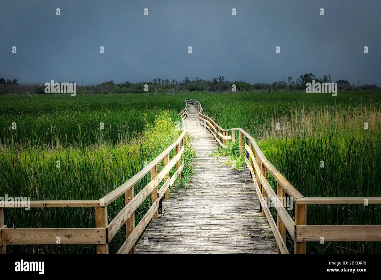 Horizontales Bild einer langen gewundenen hölzernen Wanderbrücke mit nassen Sumpfgebieten auf beiden Seiten unter einem dunkelblauen Himmel im Sommer mit Kopierraum Stockfoto