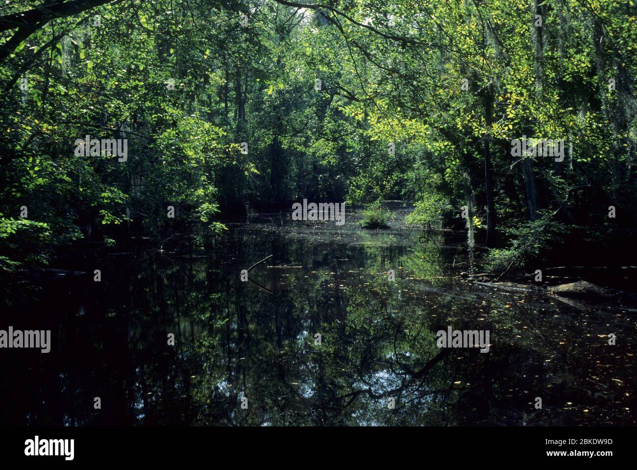 Goodson Lake, Francis Beidler Audubon Sanctuary, South Carolina Stockfoto