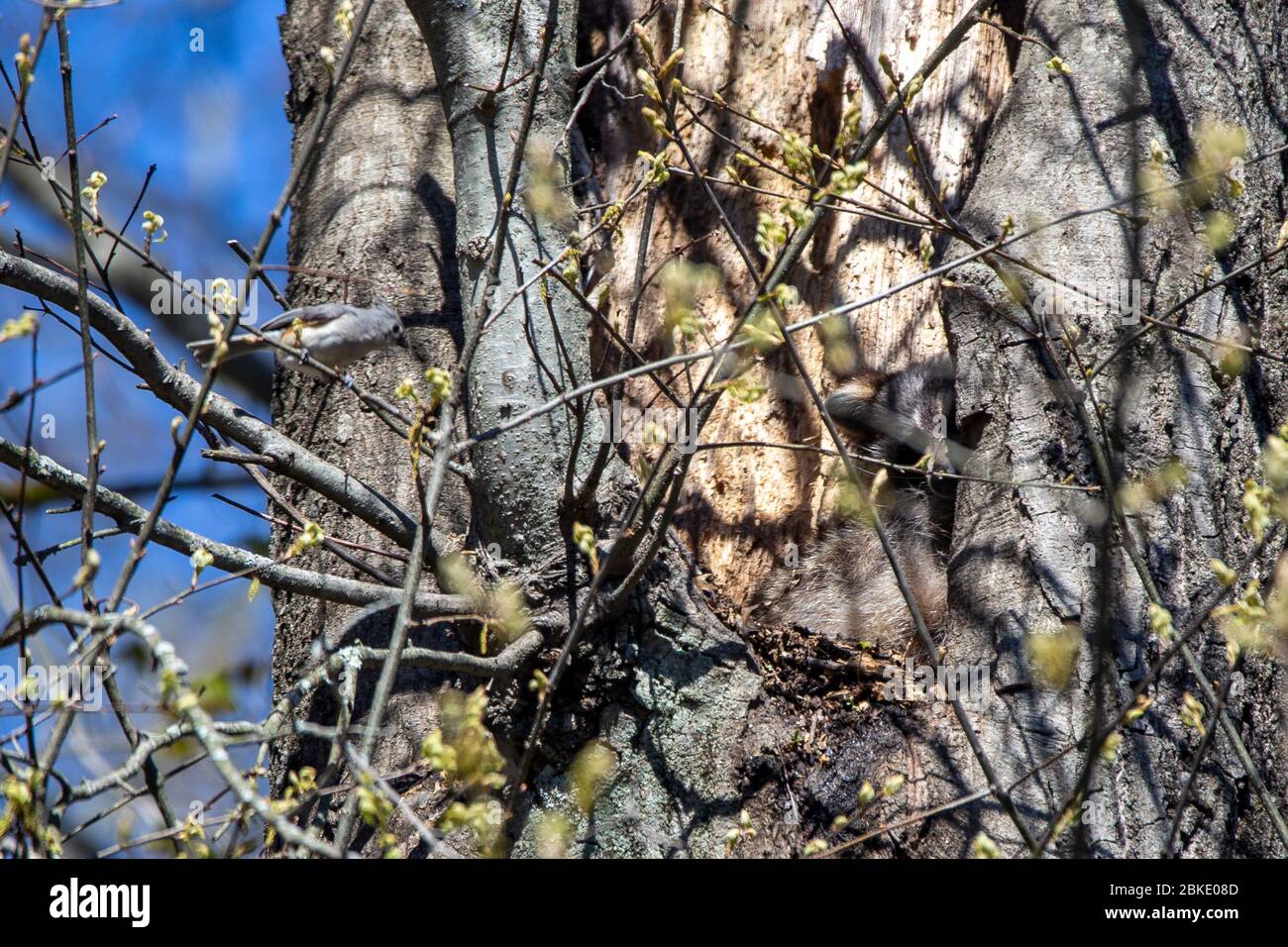 Eine getuftete Titmouse peitscht einen nappen Waschbär in einem Baum am Quinnipiac River State Park in North Haven, Connecticut. Stockfoto