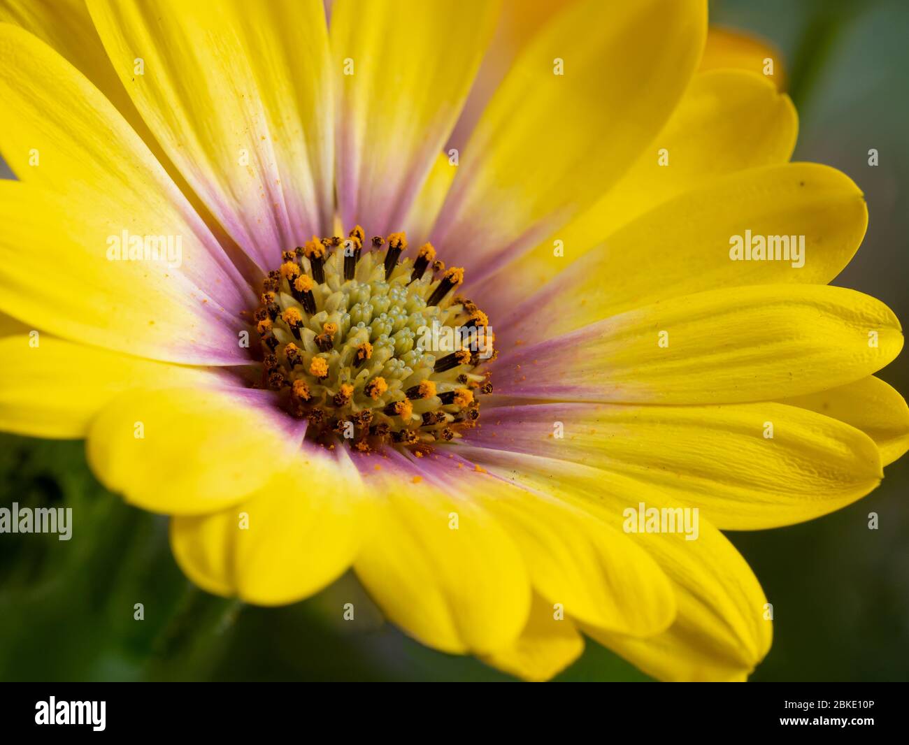 Leuchtend gelbe Bicolor Nahaufnahme einer Gänseblümchen-Blume (Oseoperumum ecklonis), die die Anatomie der Blume zeigt Stockfoto