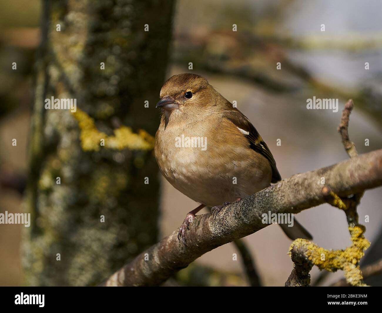 Weiblicher Buchfink in seinem natürlichen Lebensraum in Dänemark Stockfoto