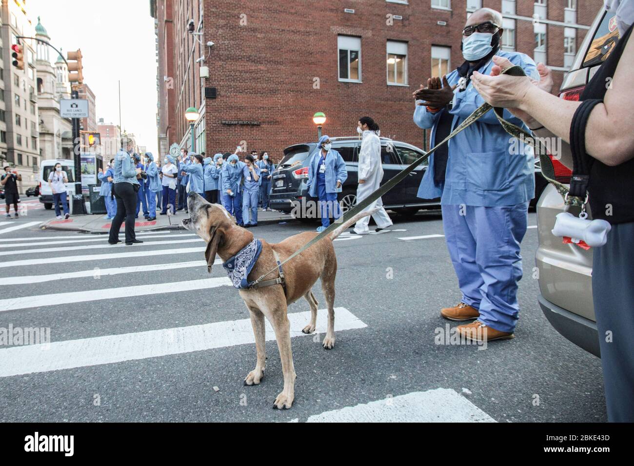 3. Mai 2020, New York, NY, USA: Um 19 Uhr kamen Mitarbeiter des Gesundheitswesens vor das Lenox Hill Hospital auf der Upper East Side, um von Nachbarn und Passanten für ihre Bemühungen um die Betreuung von Coronavirus / COVID-19-Patienten begrüßt zu werden. Ein Hund bellt, während alle jubeln. (Bild: © Dan Herrick/ZUMA Wire) Stockfoto