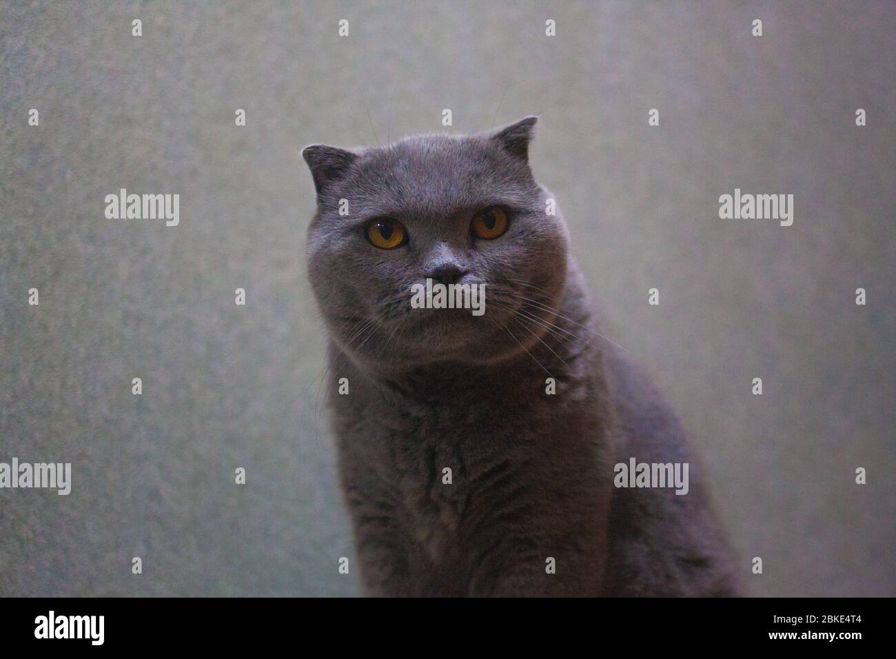 Dramatik. Graue Katze auf einem grauen Wandhintergrund. Britische Rasse. Schöne und niedliche Kätzchen Stockfoto