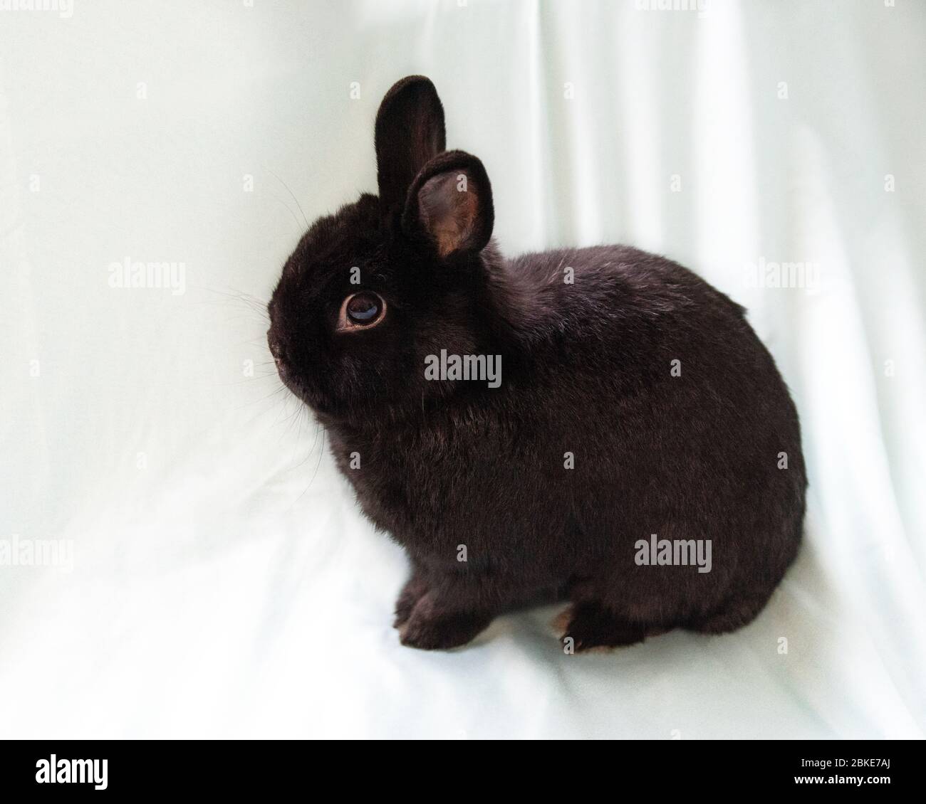 Schwarzes Hollandkaninchen auf hellem Aqua-Stoff Stockfoto