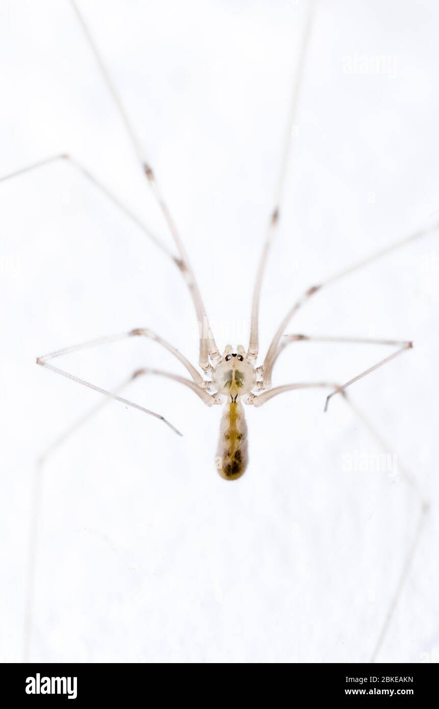 Pholcida, Pholcus phalangioides, Makro Kellerspinne, Papa Langbeine Spinne oder Schädelspinne vor weißem Hintergrund Stockfoto