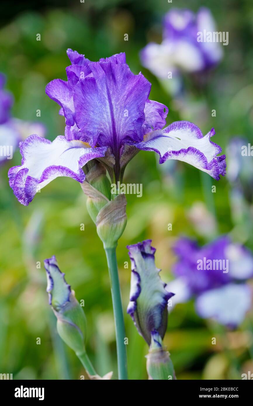 Eine Blume mit bärtiger Iris, Iris 'Idnight Web' Stockfoto