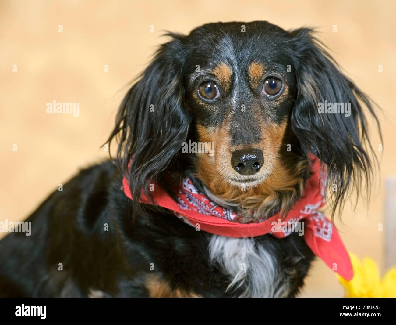 Dackel, drinnen sitzend, langhaarig, Kamera anblickend, Porträt Stockfoto